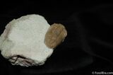 Beautifully Preserved Pliomera Trilobite #473-6